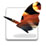 Adobe InDesign CS icon