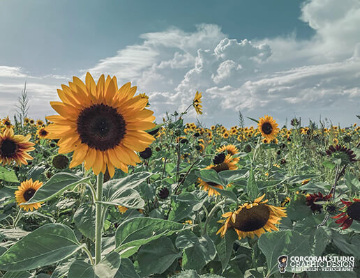 Sunflower Field at Rader Family Farms Landscape Photo